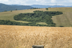 518130521_1319963663470726_351989259589561294_n